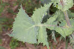 Spiney sowthistle